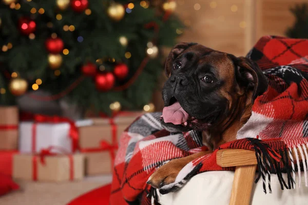 Cute Dog Covered Plaid Armchair Room Decorated Christmas —  Fotos de Stock