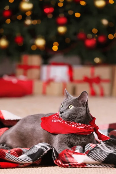 Schattige Kat Draagt Bandana Plaid Kamer Versierd Voor Kerstmis — Stockfoto