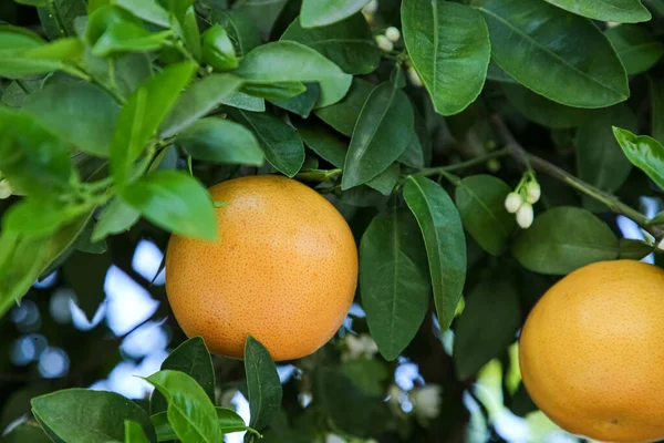 Zrající Grapefruity Rostoucí Stromě Zahradě — Stock fotografie