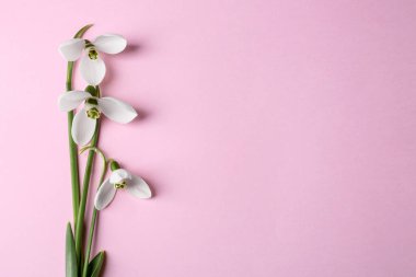 Pembe arka planda güzel kar damlaları, üst manzara. Metin için boşluk