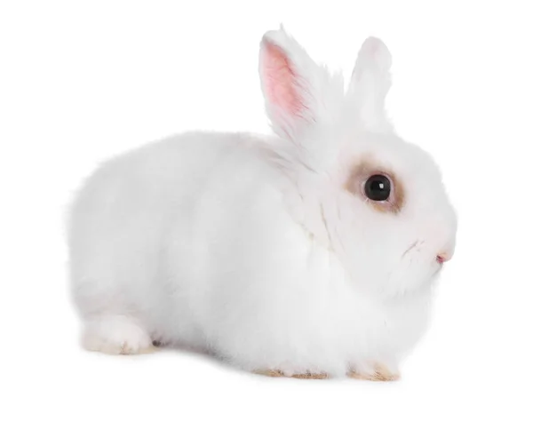Fluffy Rabbit White Background Cute Pet — Photo