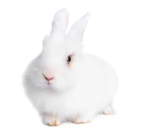 Fluffy Rabbit White Background Cute Pet — 스톡 사진