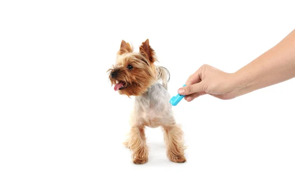白い背景に犬の近くに歯ブラシを持つ男 クローズアップ — ストック写真