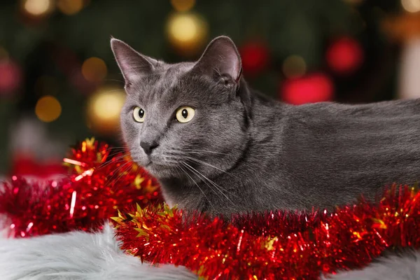 Cute Cat Colorful Tinsel Christmas Tree Indoors — Stockfoto