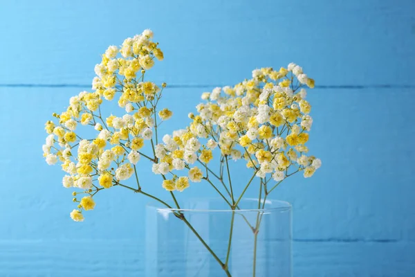 Beautiful dyed gypsophila flowers in glass vase against light blue background
