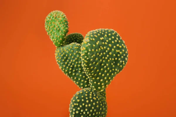 Hermoso Cactus Verde Opuntia Sobre Fondo Naranja —  Fotos de Stock
