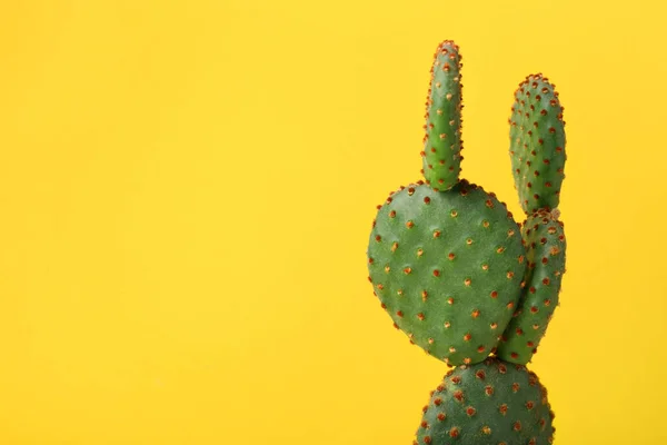 Hermoso Cactus Opuntia Sobre Fondo Amarillo Primer Plano Espacio Para —  Fotos de Stock