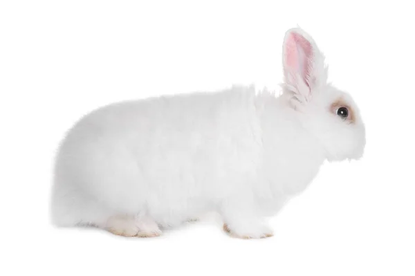 Fluffy Rabbit White Background Cute Pet — Stock Photo, Image