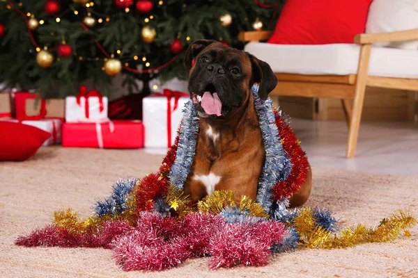 Cute dog with colorful tinsels in room decorated for Christmas