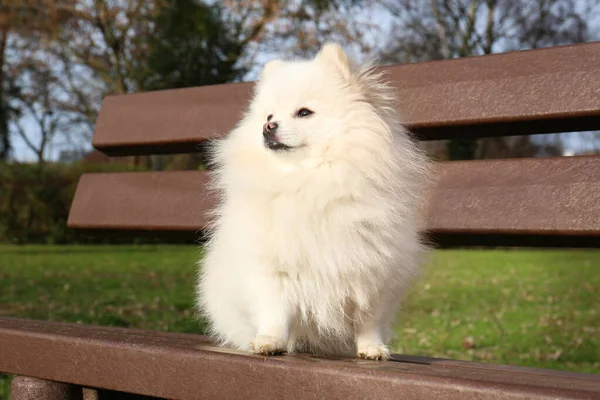 Cute Fluffy Pomeranian Dog Wooden Bench Outdoors Lovely Pet — Stock fotografie