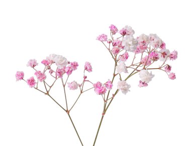 Güzel renkli çigila dalı beyaza izole edilmiş.