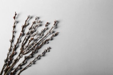 Açık gri arka planda tüylü kedi derisi olan güzel söğüt dalları, düz bir zemin. Metin için boşluk