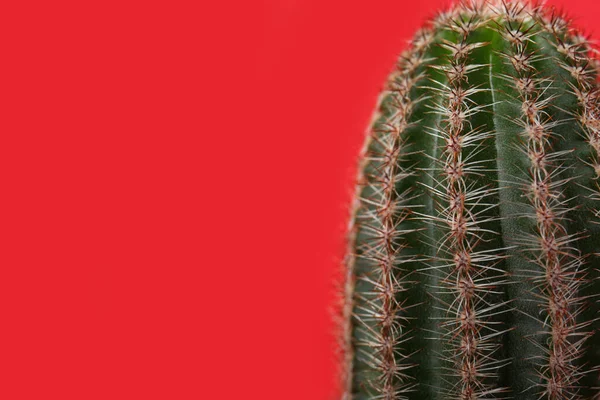 红色背景上美丽的绿色仙人掌 带有文字空间的特写 热带植物 — 图库照片
