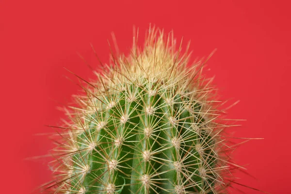 Mooie Groene Cactus Rode Achtergrond Close Tropische Planten — Stockfoto