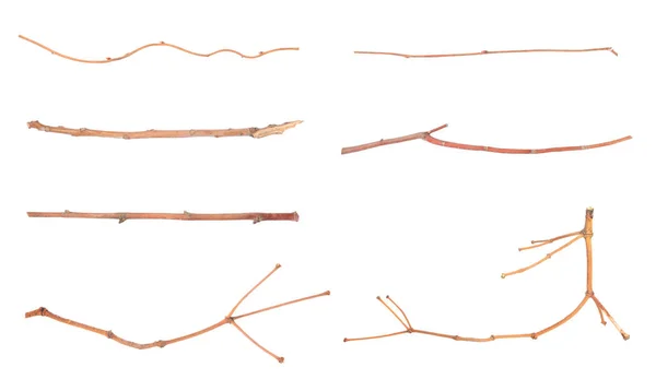Collage Mit Trockenen Zweigen Auf Weißem Hintergrund — Stockfoto