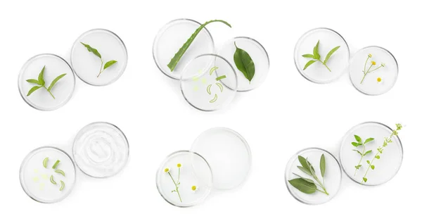 Petrischalen Met Verschillende Planten Witte Achtergrond Bovenaanzicht — Stockfoto