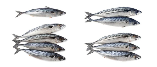 Collage Mit Rohen Makrelen Auf Weißem Hintergrund — Stockfoto
