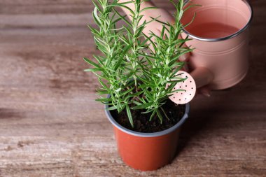 Woman watering green potted rosemary at wooden table, closeup