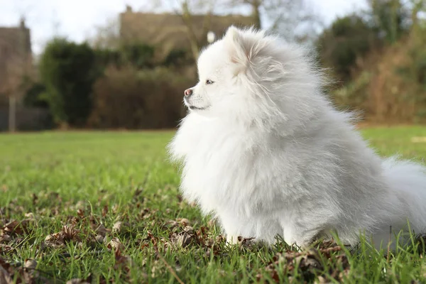 Cute Fluffy Pomeranian Dog Green Grass Outdoors Space Text Lovely — Stock fotografie