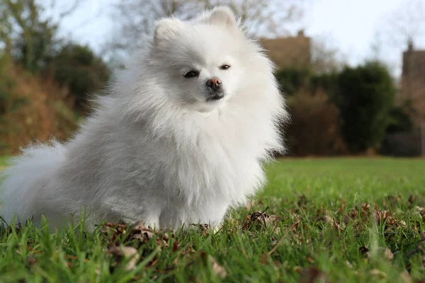 緑の芝生の屋外でかわいいふわふわのポメラニア犬 テキストのためのスペース 可愛いペット — ストック写真