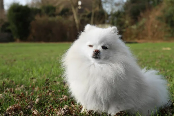 Cute Fluffy Pomeranian Dog Green Grass Outdoors Space Text Lovely — Foto Stock