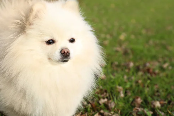 緑の芝生の屋外でかわいいふわふわのポメラニア犬 テキストのためのスペース 可愛いペット — ストック写真