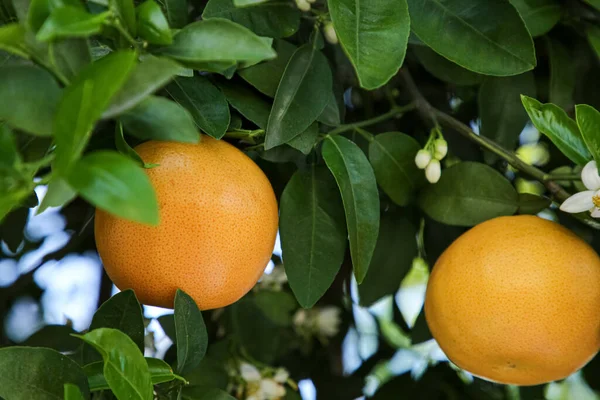Zrající Grapefruity Rostoucí Stromě Zahradě — Stock fotografie