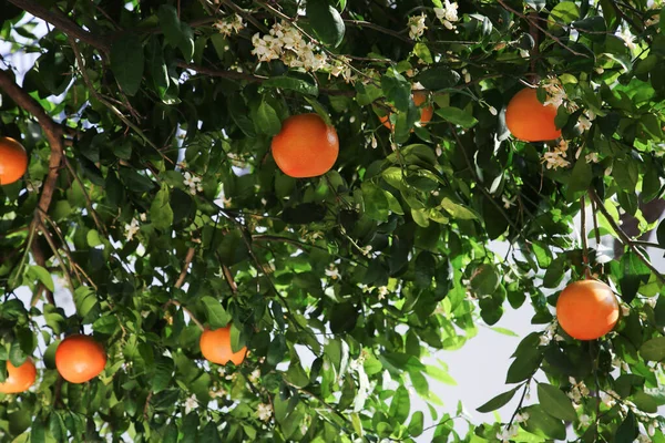 Fresh Ripe Grapefruits Growing Tree Outdoors — Stock Photo, Image