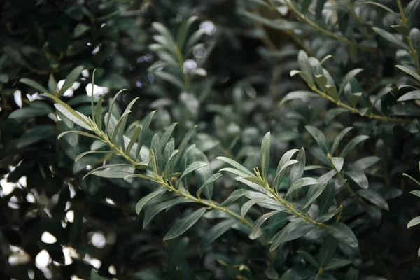 Närbild Vackra Olivträd Med Gröna Blad Utomhus — Stockfoto