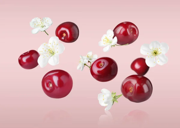 Fresh Cherries Flowers Falling Pale Pink Background — Stock Photo, Image