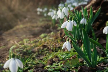 Beautiful white blooming snowdrops growing outdoors, space for text clipart