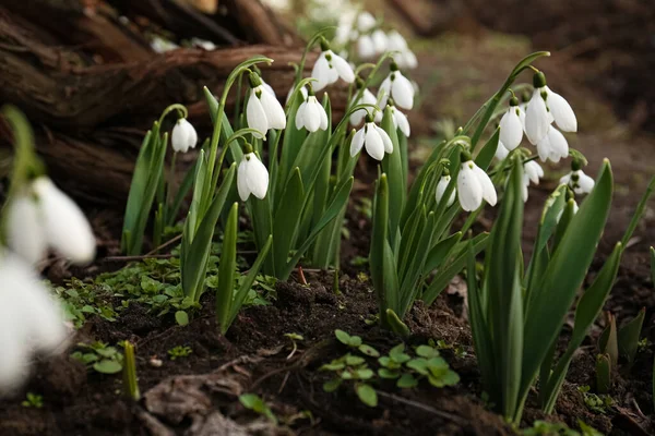 Beautiful White Blooming Snowdrops Growing Outdoors Spring Flowers — Stock Photo, Image