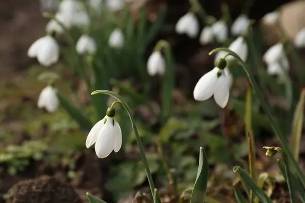 Beautiful White Blooming Snowdrops Growing Outdoors Closeup — Stock Photo, Image