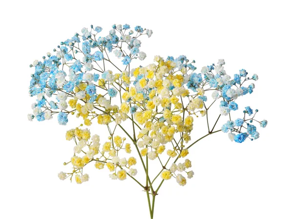Mooie Kleurrijke Gypsophila Bloemen Witte Achtergrond — Stockfoto