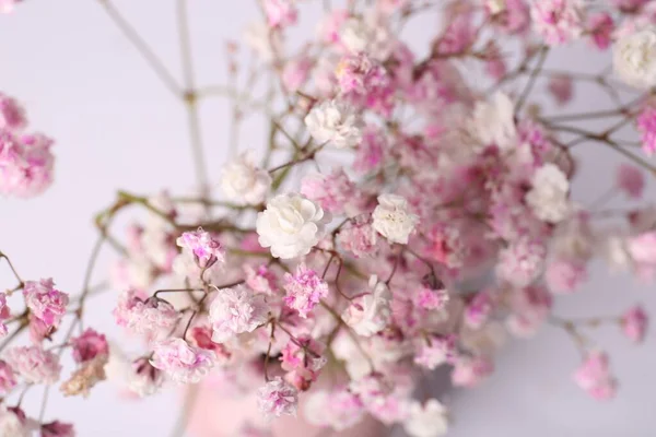 Hermosas Flores Gypsophila Sobre Fondo Blanco Primer Plano —  Fotos de Stock