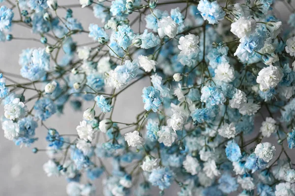 아름다운 초파리 꽃들이 배경에 클로즈업 — 스톡 사진
