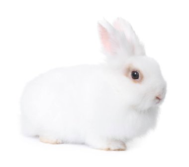 Fluffy rabbit on white background. Cute pet