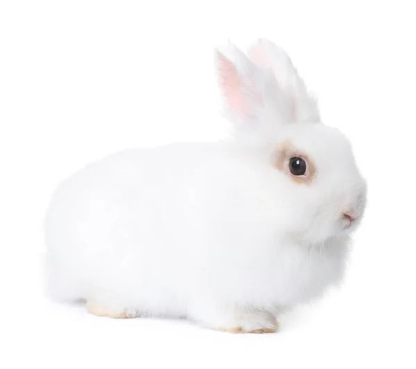 Fluffy Kanin Vit Bakgrund Söt Husdjur — Stockfoto