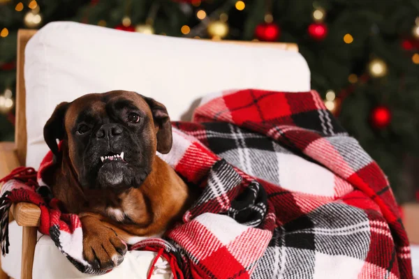 Cute dog covered with plaid on armchair near decorated Christmas tree indoors