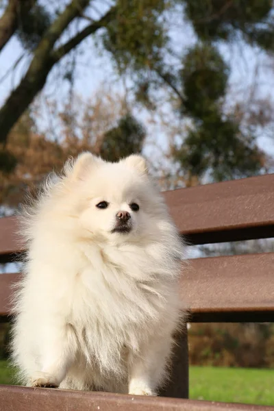 Roztomilý Nadýchaný Pomeranian Pes Dřevěné Lavičce Venku Krásný Mazlíček — Stock fotografie