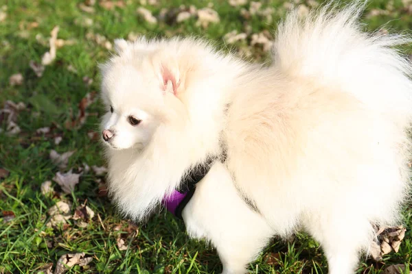 Cute Fluffy Pomeranian Dog Green Grass Outdoors Lovely Pet — ストック写真