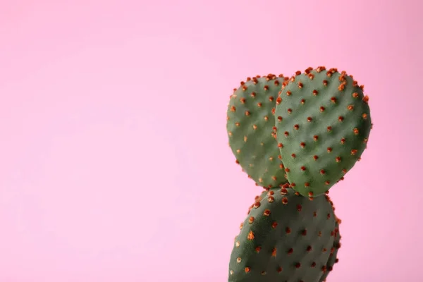Bellissimo Cactus Opuntia Sfondo Rosa Primo Piano Spazio Testo — Foto Stock