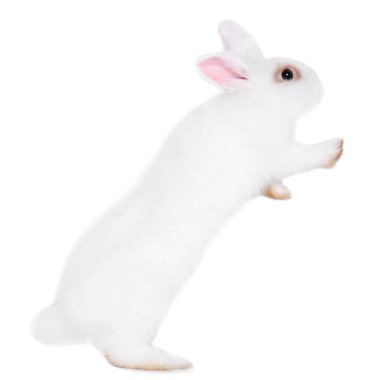 Fluffy rabbit on white background. Cute pet