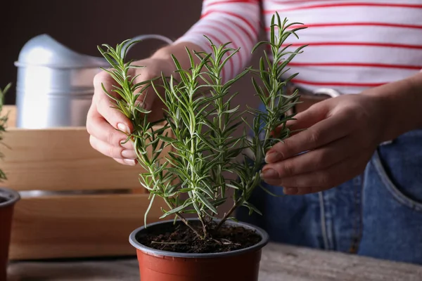 Woman Taking Care Potted Rosemary Plant Wooden Table Closeup — Stockfoto