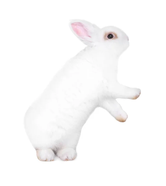 Пушистый Кролик Белом Фоне Симпатичное Животное — стоковое фото