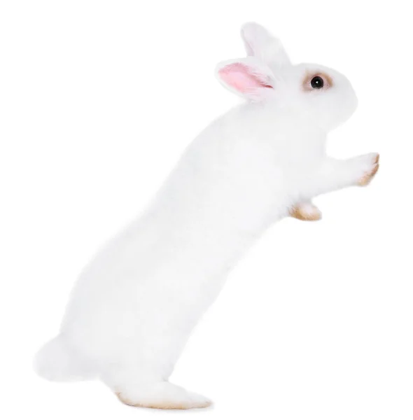白色背景的绒毛兔子 可爱的宠物 — 图库照片