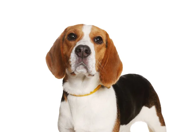 Bedårande Beagle Hund Snygg Krage Vit Bakgrund — Stockfoto
