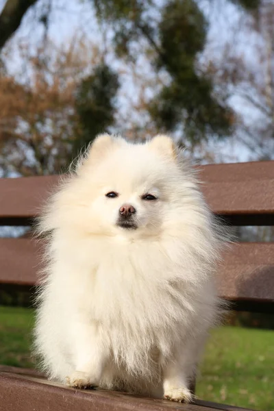 Cute Fluffy Pomeranian Dog Wooden Bench Outdoors Lovely Pet — 图库照片