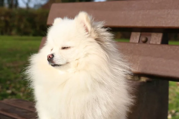 Cute Fluffy Pomeranian Dog Wooden Bench Outdoors Lovely Pet — ストック写真
