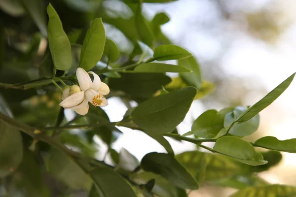 Bela Flor Toranja Florescendo Ramo Árvore Livre — Fotografia de Stock